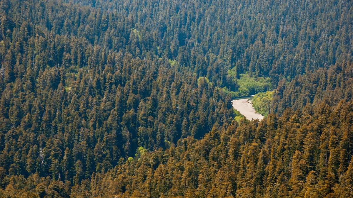 Redwood National Park in California
