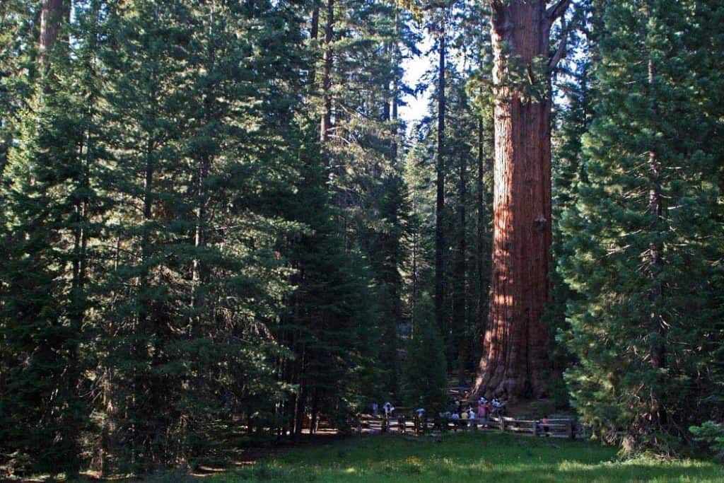 General Sherman Tree, Sequoia National Park | NPS