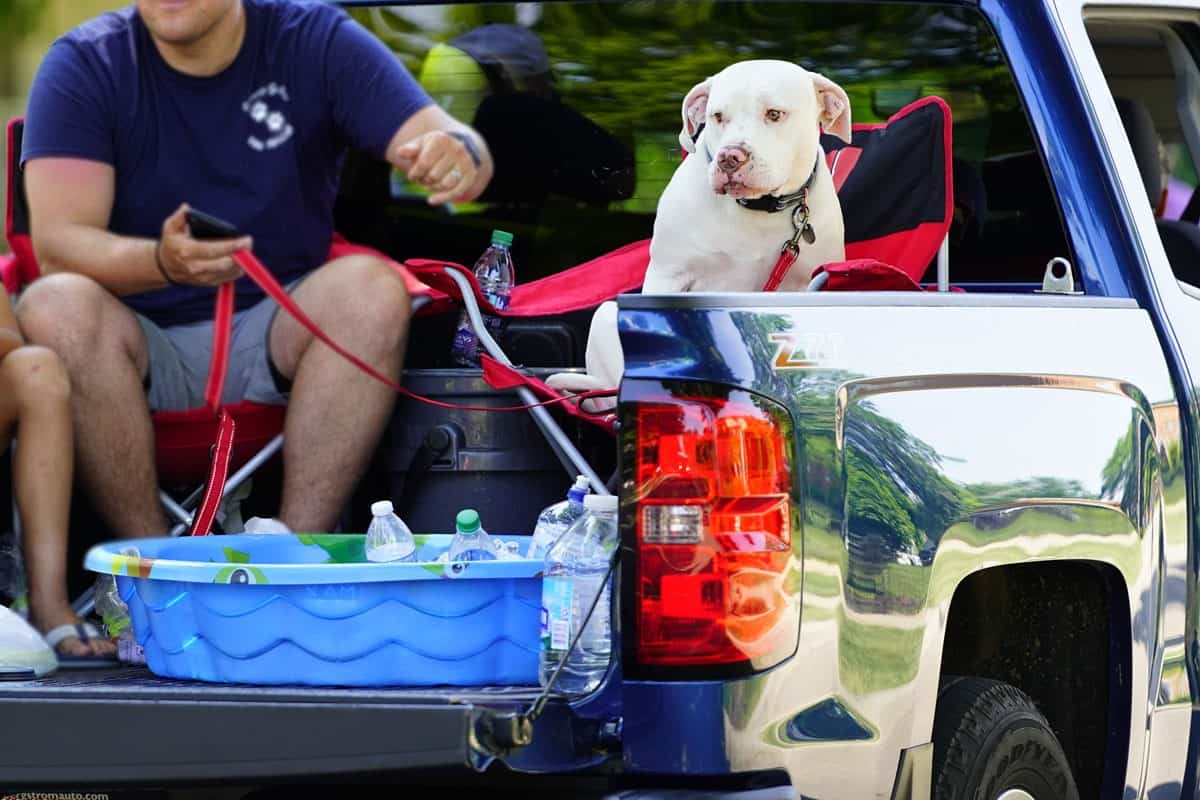 White caucasian middle aged father and is young white caucasian son sit in the back of a pickup truck with their white pitbull