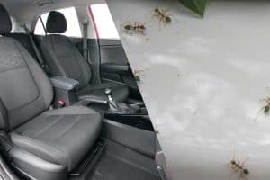 Read more about the article How To Get Ants Out Of Your Car?