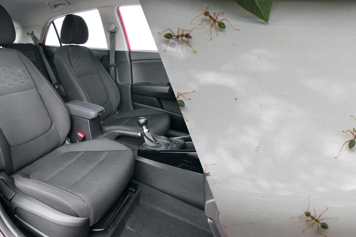 Car interior with ants inside