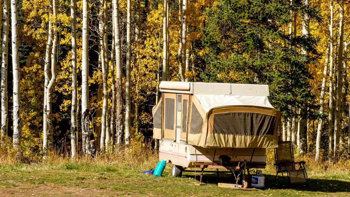 Pop up camper trailer parked in campsite in changing yellow Aspen tree forest on sunny fall morning
