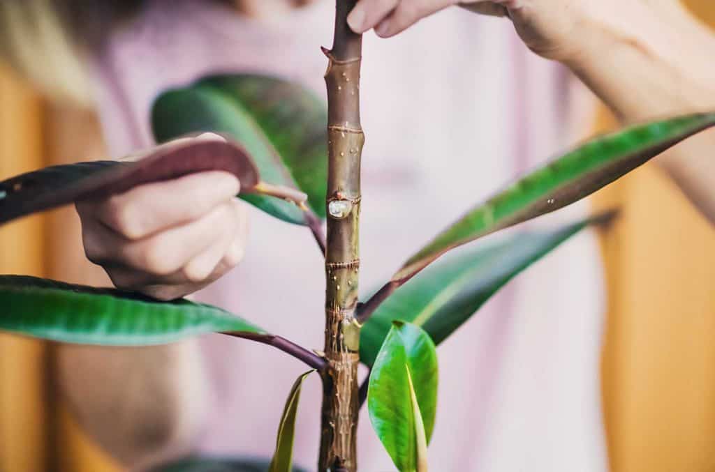 Woman removing a decayed leaf from a rubber plant
