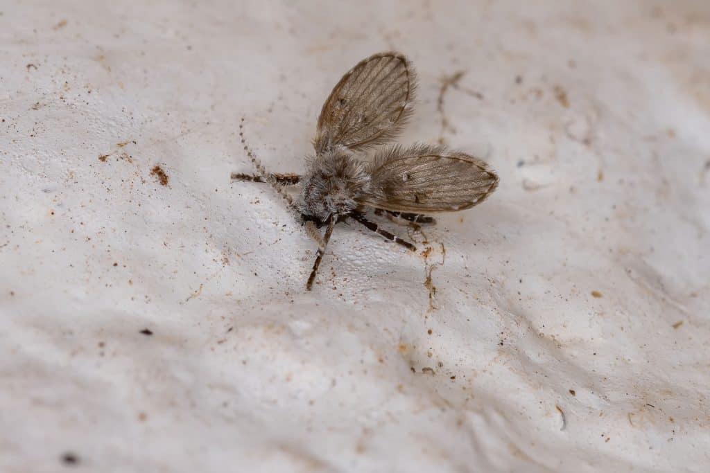 Bathroom Moth Midge of the species Clogmia albipunctata