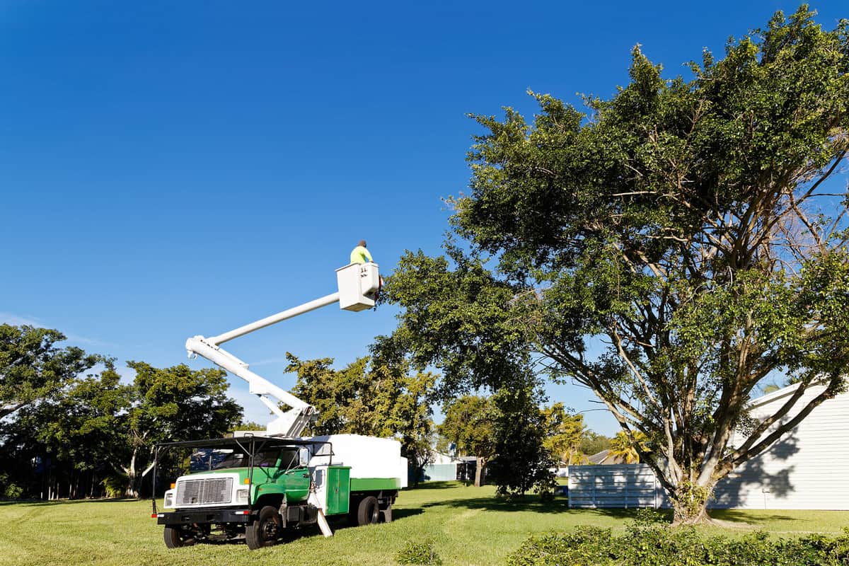 An arborist trimming a tree to protect the tree and its surroundings from high winds during the hurricane season. 