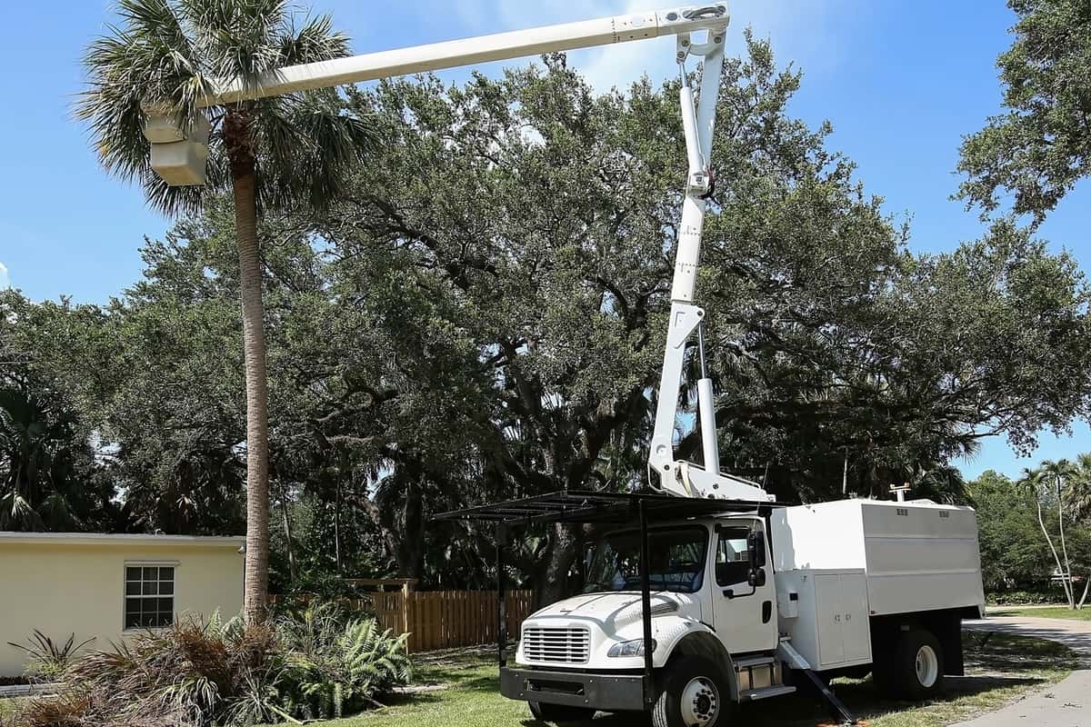 Bucket truck and arborist works at thinning out a cabbage palm tree fronds prior to hurricane season in Florida.