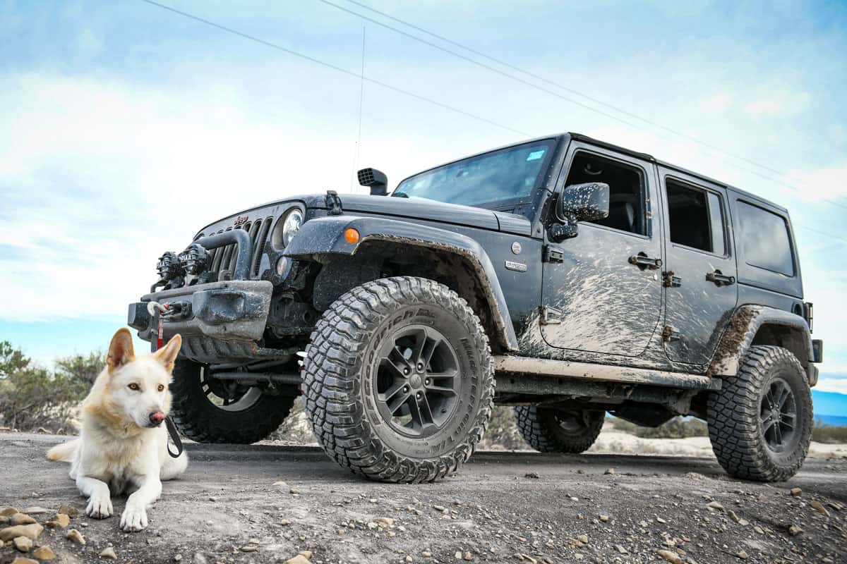 White dog poses next to an all terrain jeep vehicle outdoors