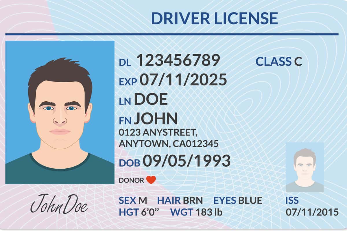 Driver license with male photo. Identification or ID card template. Vector illustration.
