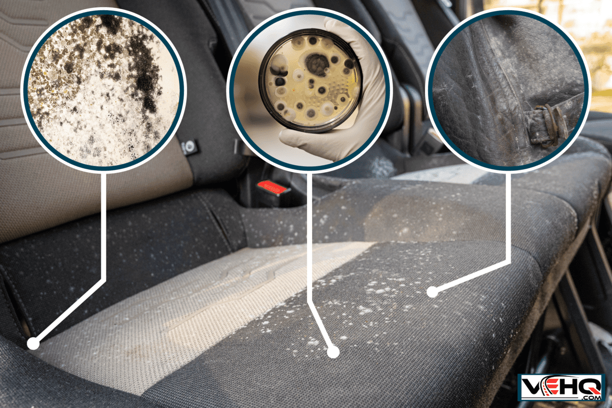 Mold on the car seat, How To Remove Mold From Your Car
