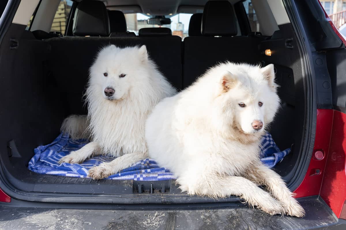 Two happy dogs in the car are waiting for journey. Beautiful Samoyed dog on the backseat . animal concept