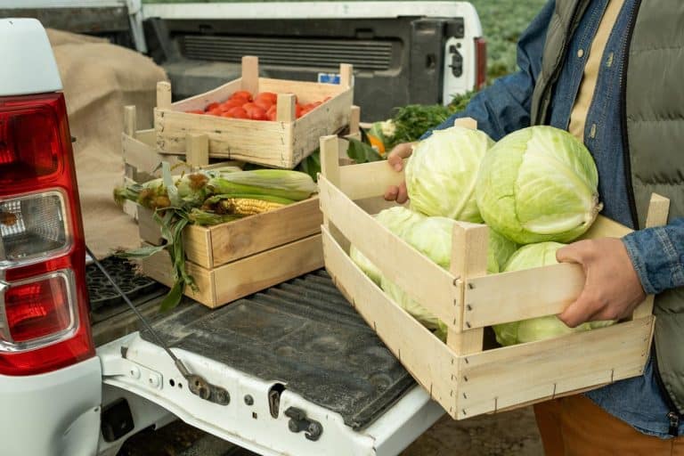 Unrecognizable male farm worker putting box of cabbages into pickup cabin, How To Put Groceries In A Pickup Truck