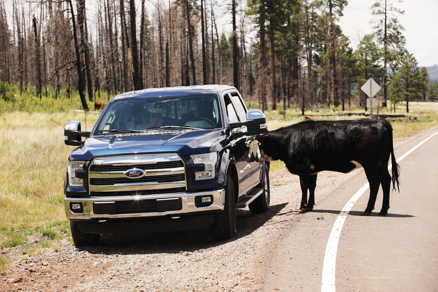 A curious cow sees her reflection in the side of a 2015 Ford F150 truck and goes nose to nose to investigate 
