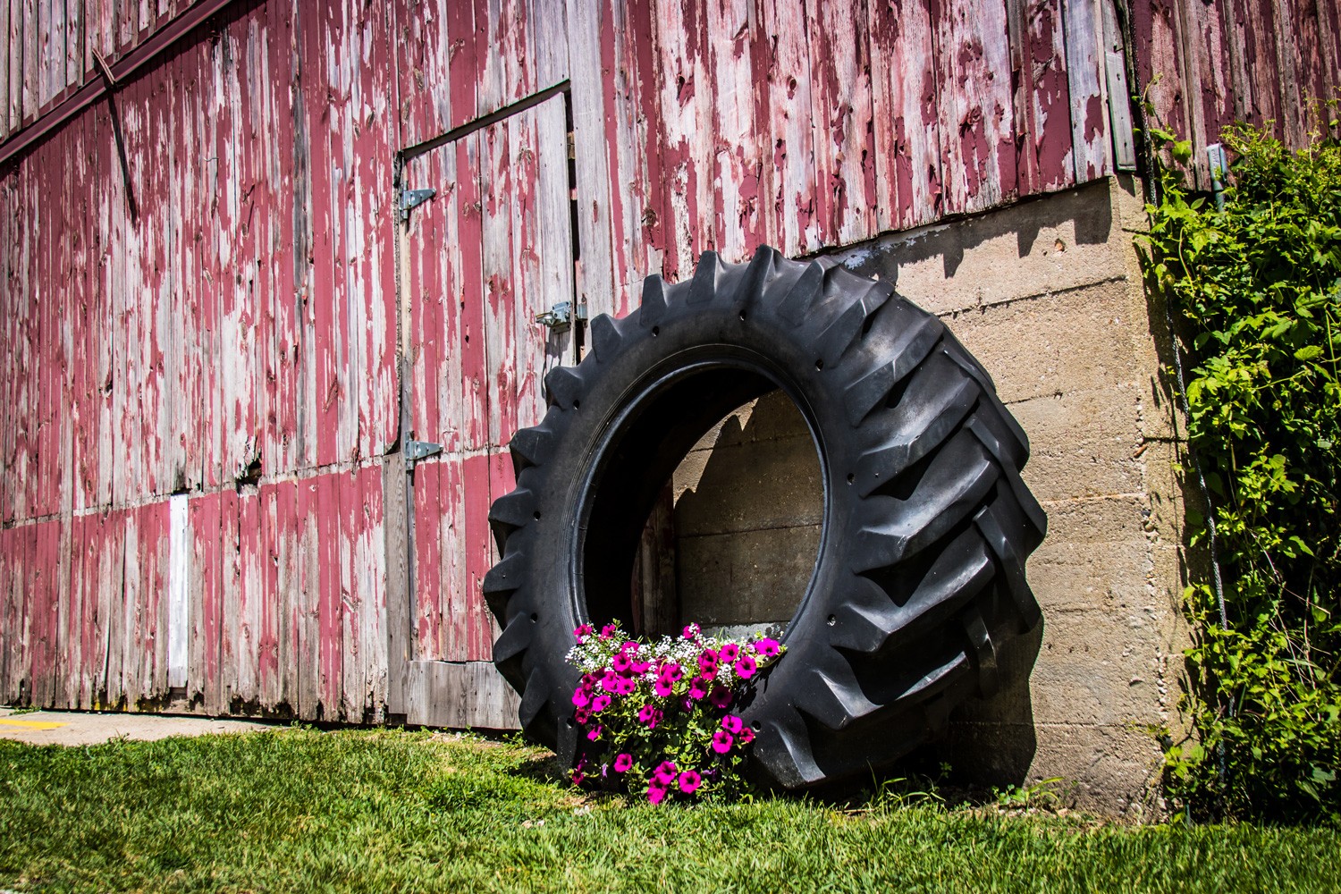 A tractor tire used as a flowerbed leaned up against a red barn.