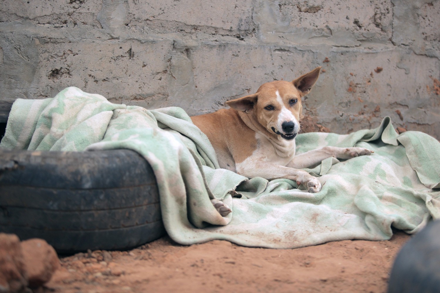 animal portrait - horizontal photogarphy of a brown Africanis dog with white muzzle and black nose, lying on a blanket on top of a tire, by a brick wall on a sand