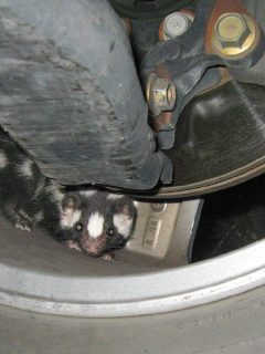 A baby Western spotted skunk hiding in an automobile wheel, How To Get Rid Of Skunk Smell On Car Tires