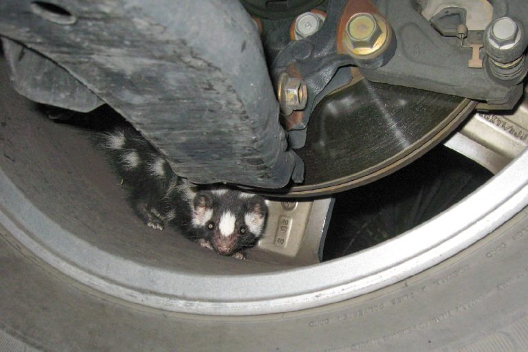 A baby Western spotted skunk hiding in an automobile wheel, How To Get Rid Of Skunk Smell On Car Tires