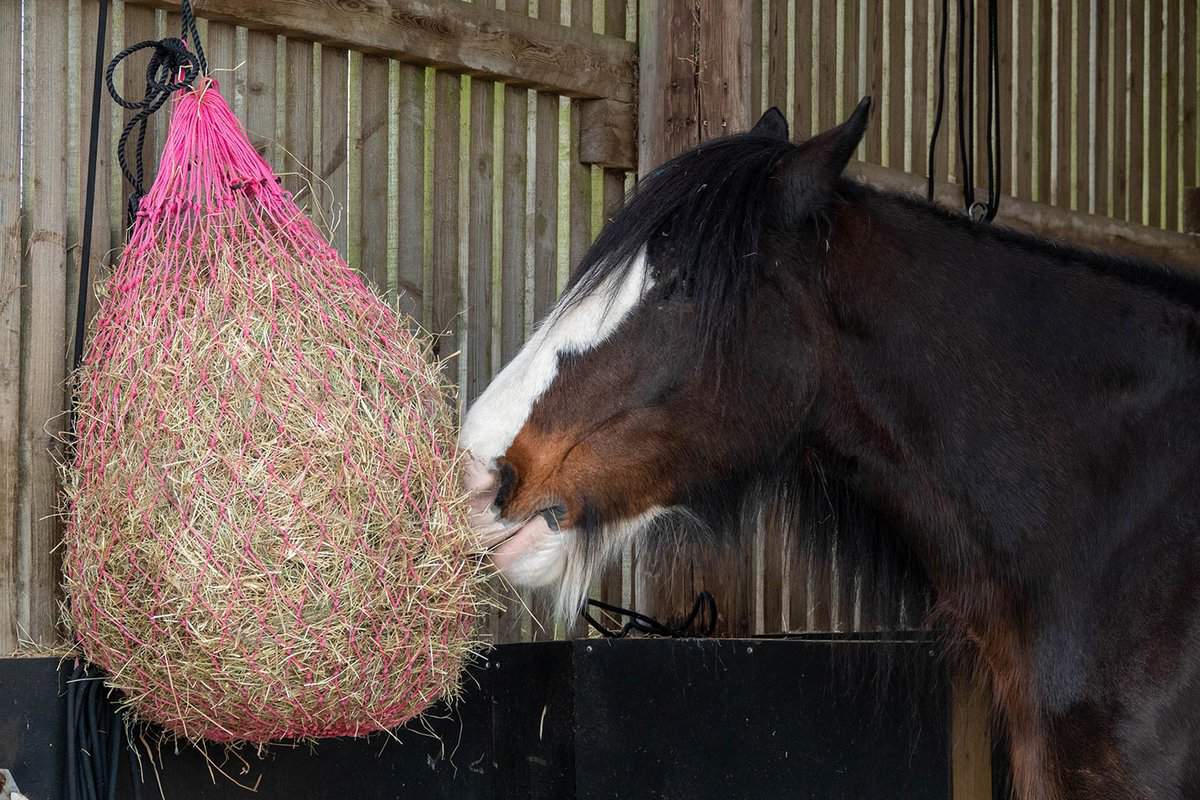 Beautiful cart horse eating a bag of hay