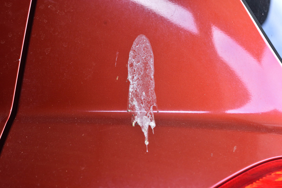 Bird droppings on the car