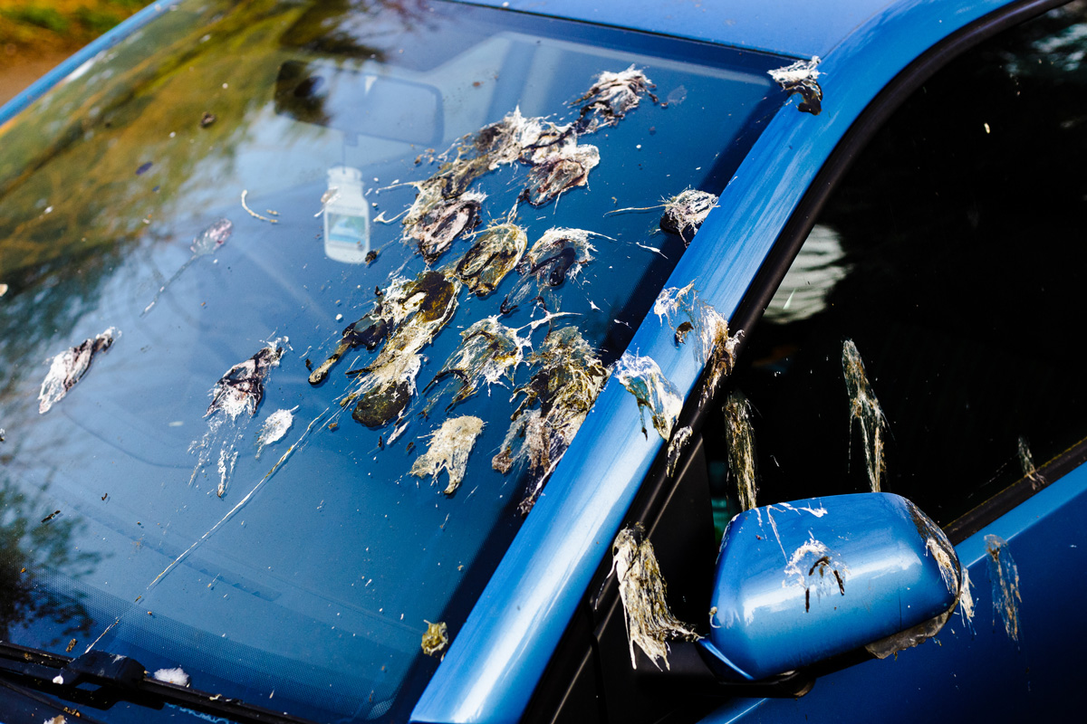 Close up color image depicting a filthy car windshield covered with guano (bird droppings).