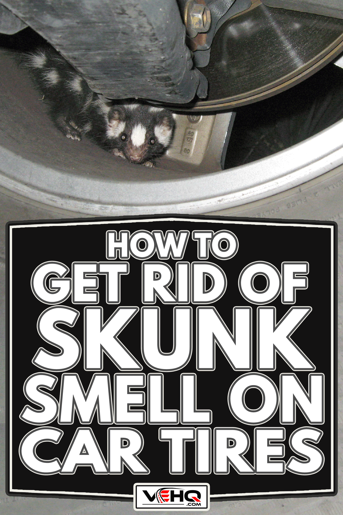 Baby Western spotted skunk hiding in an automobile wheel, How To Get Rid Of Skunk Smell On Car Tires