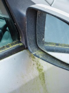 Old car covered in moss, How To Remove Green Algae And Moss From Car Windows?