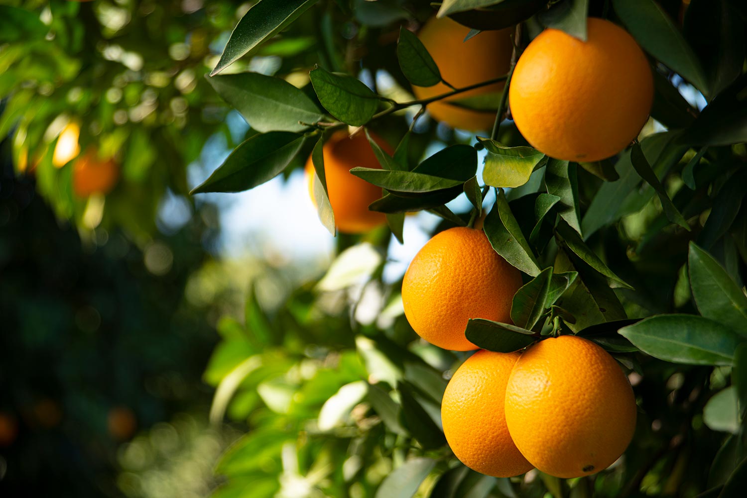 Orange garden in mediterranean climate