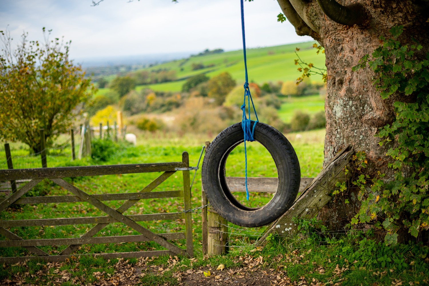 Tire and rope hanging from an old oak tree. Brill Hill, Buckinghamshire countryside. Heritage site and popular tourist attraction location.