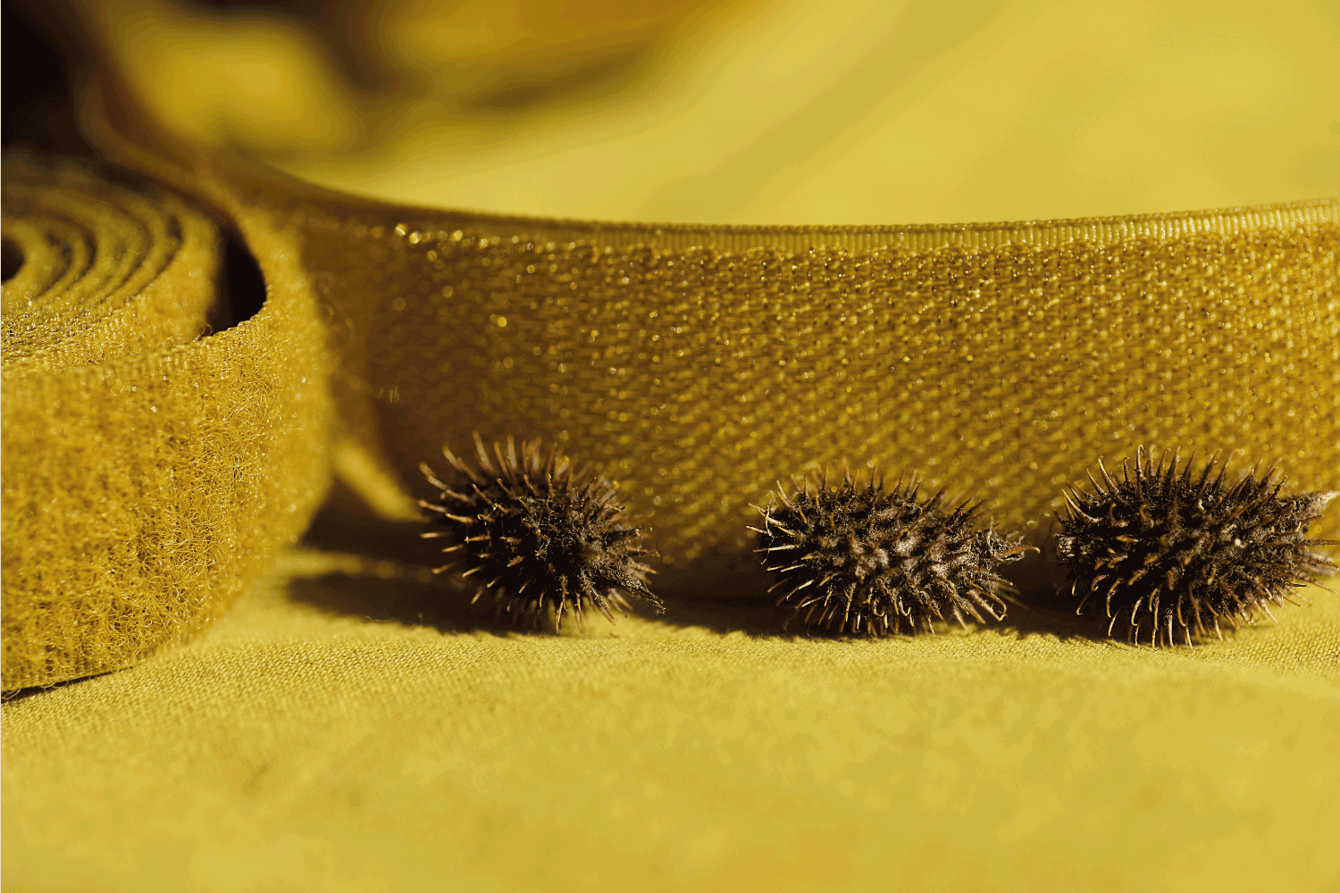 Velcro tape in a roll closeup on a yellow background next to its natural counterpart prickly burdock nuts