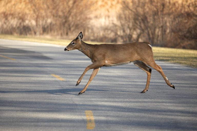 Whitetail Deer Crossing Road, Can Hitting A Deer Cause Frame Damage?