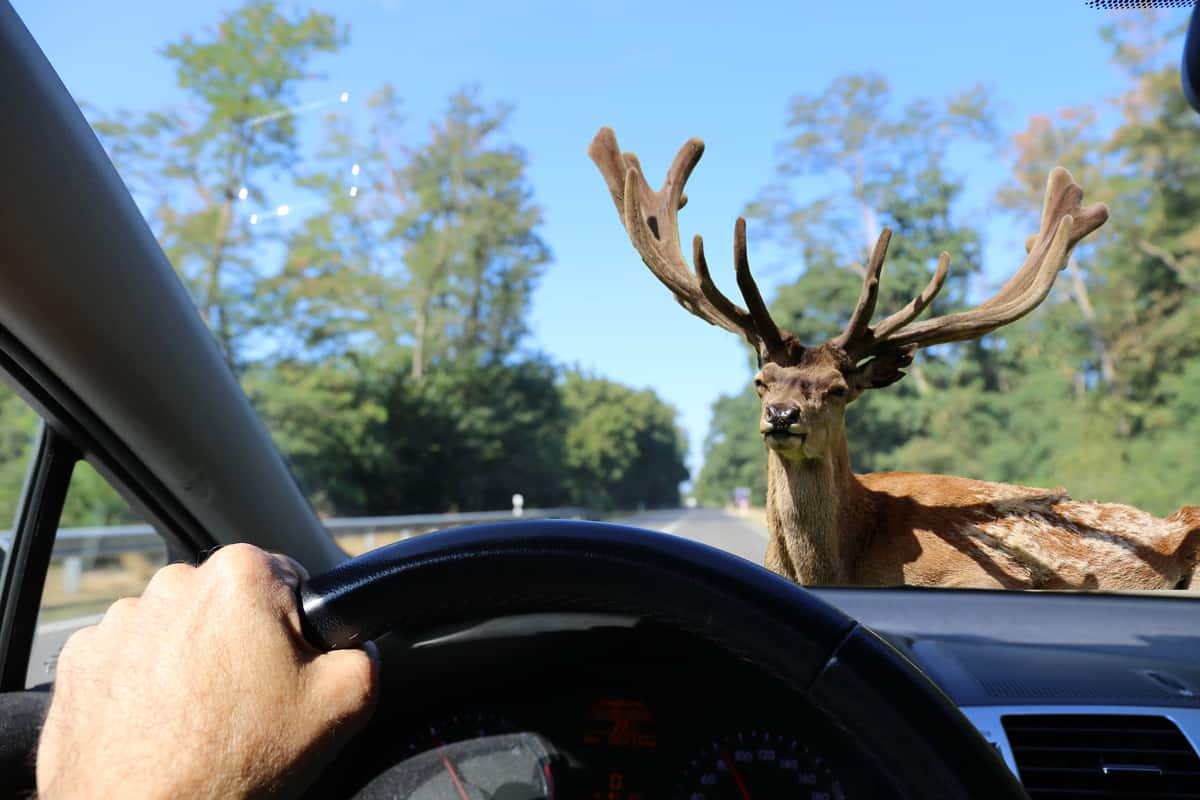 Be aware of deer crossing