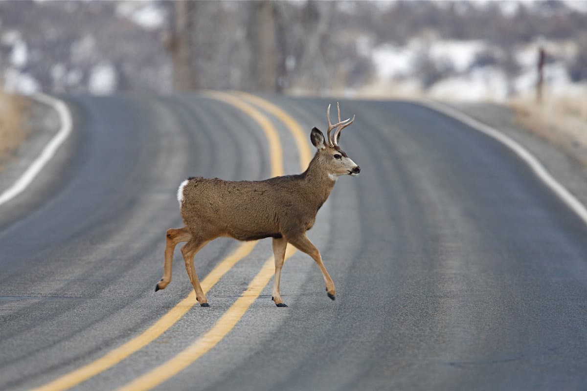 Buck Deer walks across highway on a blind curve
