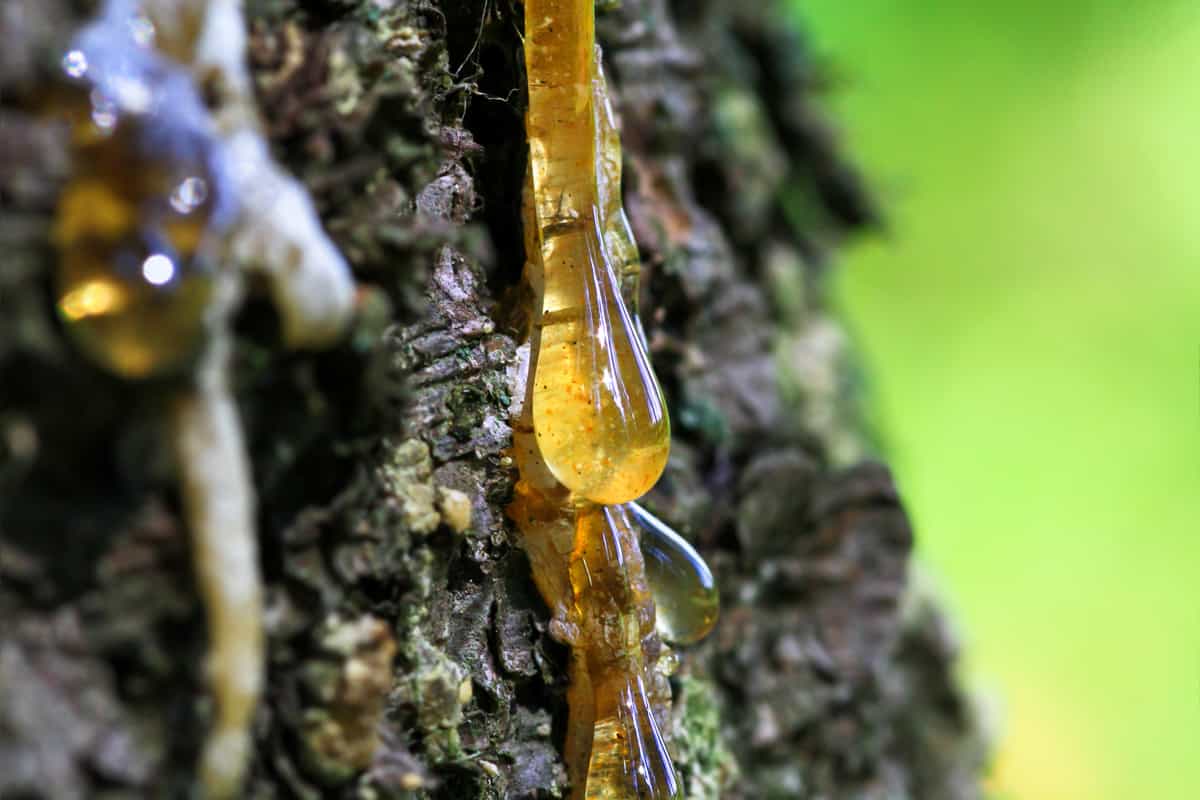 beautiful drop of resin on pine bark