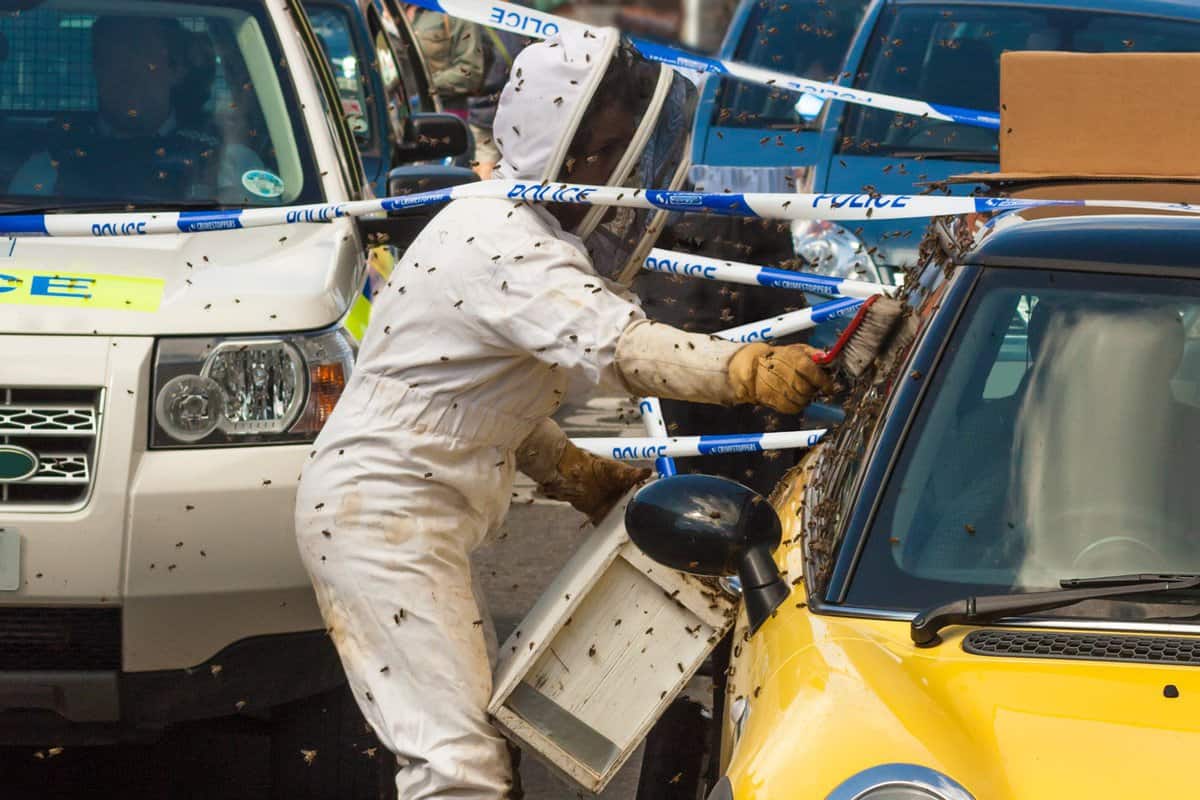 Bees swarm onto a car — Photo