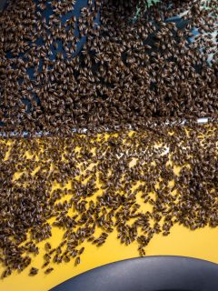 Bees swarm onto a car - How To Remove Bees From Car Mirrors