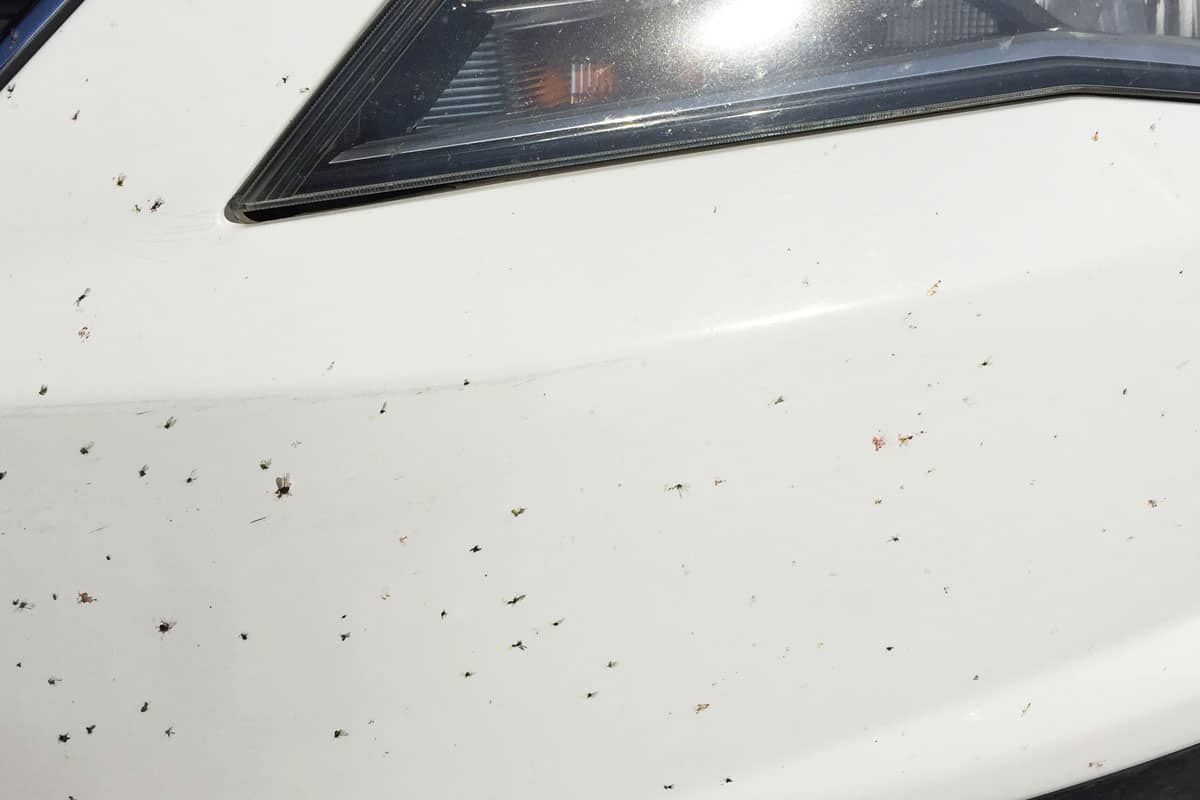 Dead insects and flies on the car white paint