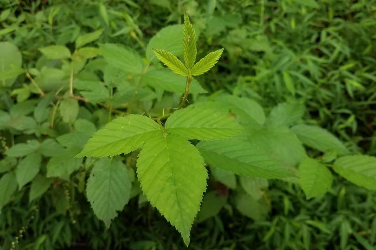 poison ivy plant weed with green leaves and thorns