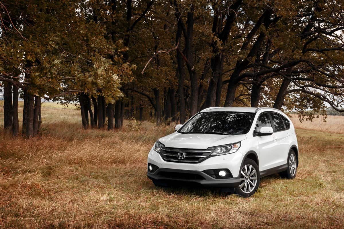White modern car Honda CRV stay on grass near forest at autumn