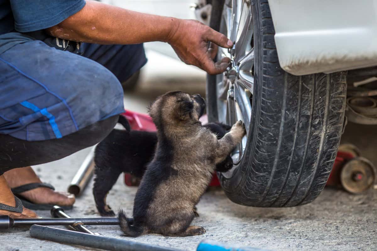 A blurry abstract background of a puppy that helps to repair or play while the mechanic is changing tires, the cuteness of a pet while working 