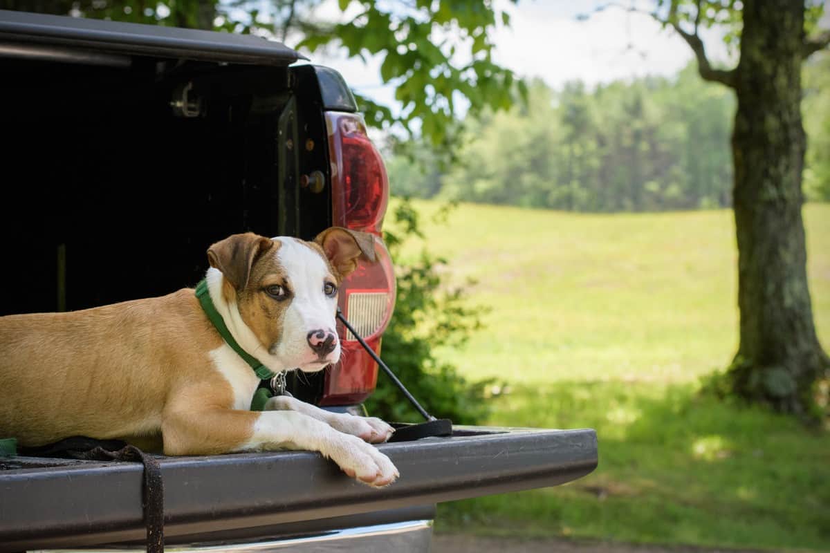 Dog rests on an open tailgate of a truck after a hike.