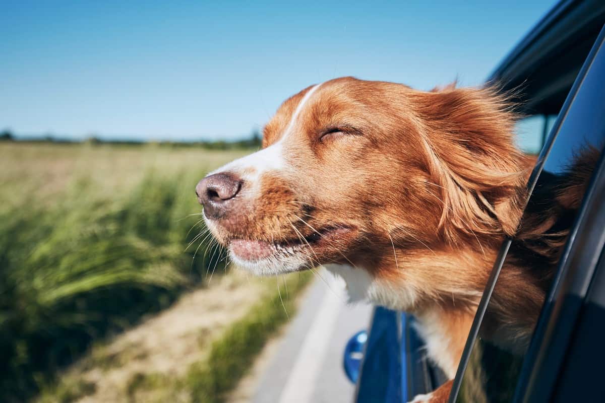 Dog travel by car.
