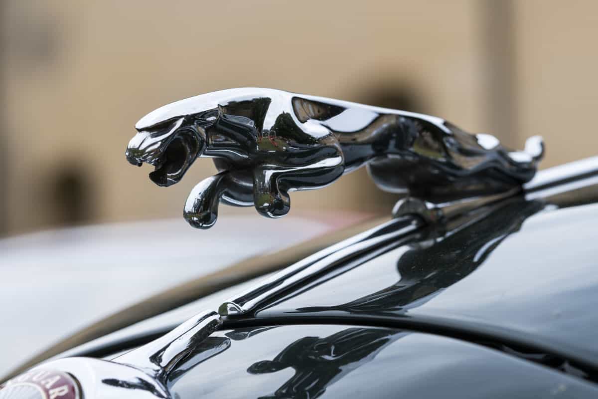 Hood ornament (Jaguar in the jump) on a vintage Jaguar ca