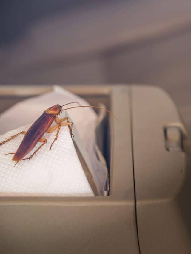 Can I Spray Insecticide In My Car?